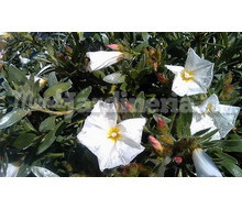 Convolvulus Cneorum (Campanilla) Catálogo ~ ' ' ~ project.pro_name