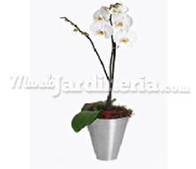 Phalaenopsis Blanca Catálogo ~ ' ' ~ project.pro_name