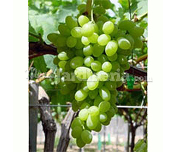 Centennial Seedless