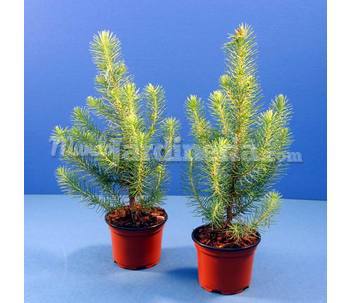 Pinus Silver Crest