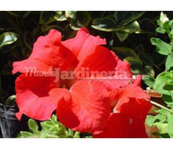 Planta Petunia