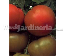 Tomate Carolina Catálogo ~ ' ' ~ project.pro_name