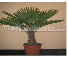 Rachycarpus Fortunei Catálogo ~ ' ' ~ project.pro_name