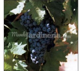 Tempranillo: Clones 43 Y 770