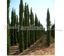 Cupressus Sempervirens Stricta Catálogo ~ ' ' ~ project.pro_name