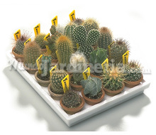 Cactus Variados 2 Catálogo ~ ' ' ~ project.pro_name