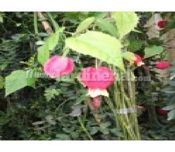 Abutilon