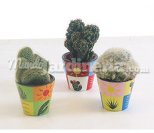 Cactus En Maceta Decorada Catálogo ~ ' ' ~ project.pro_name