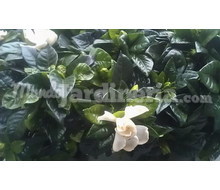 Gardenia Augusta. Catálogo ~ ' ' ~ project.pro_name