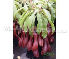 Nepenthes Alata Catálogo ~ ' ' ~ project.pro_name