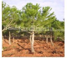 Pinus Pinea Catálogo ~ ' ' ~ project.pro_name