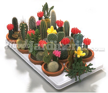 Conjunto De Cactus Catálogo ~ ' ' ~ project.pro_name