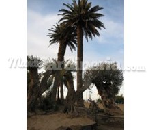 Ejemplar De Phoenix Canariensis Catálogo ~ ' ' ~ project.pro_name