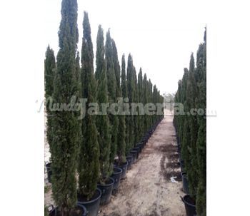 Cupressus Sempervirens.