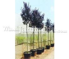 Prunus Pissardii Catálogo ~ ' ' ~ project.pro_name