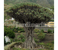 Dracaena Draco Catálogo ~ ' ' ~ project.pro_name