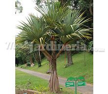 Pandanus Utilis Catálogo ~ ' ' ~ project.pro_name