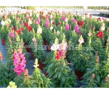 Antirrhinum