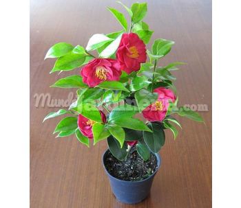 Camelia 1 Lt