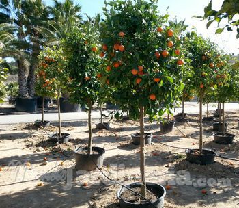 Citrus Auriantum O Naranjo Borde