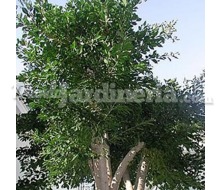 Árbol Ficus Nitida Catálogo ~ ' ' ~ project.pro_name