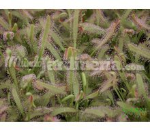 Drosera Capensis Catálogo ~ ' ' ~ project.pro_name