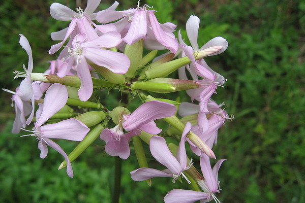 Saponaria officinalis en Palma de Mallorca