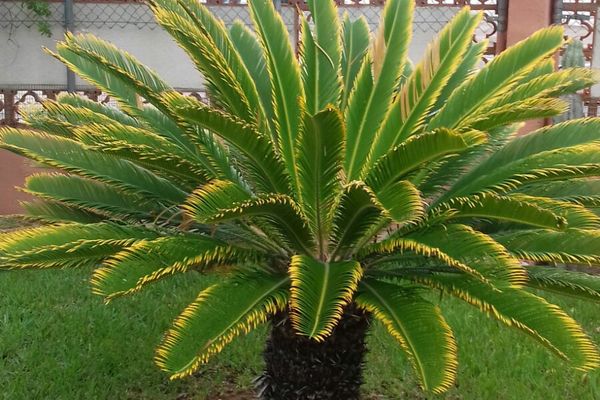 ¿Porque las hojas de mi palmera tienen los bordes amarillos?