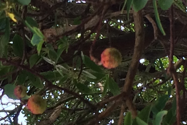 Hola, ¿podríais informarme de que árbol se trata?