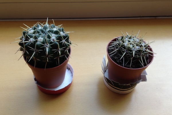 ¿Qué le puede estar pasando a mi cactus?