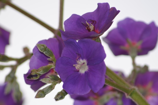 Buen día, quisiera saber el nombre de la flor de la fotografía. Gracias.