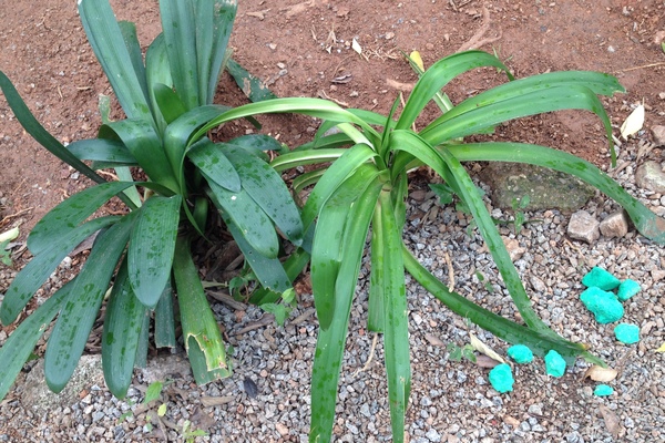 ¿Cómo se llama la planta de la foto?