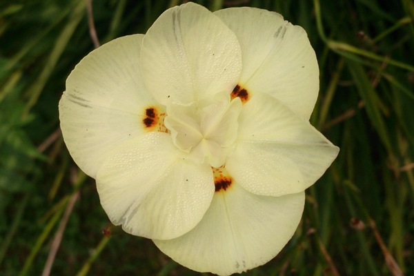 ¿Cuál es el nombre de la siguiente flor de la foto?